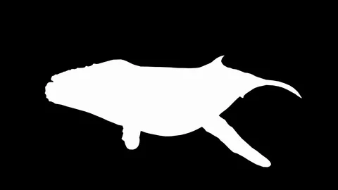 Humpback whale swims. Stock Footage 90005248
