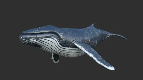 Humpback whale swims. Vídeo Stock 90214002