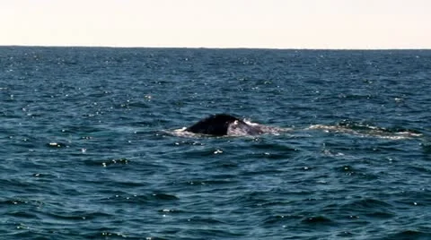 Humpback Whale Tail 3 Stock Footage 10920077