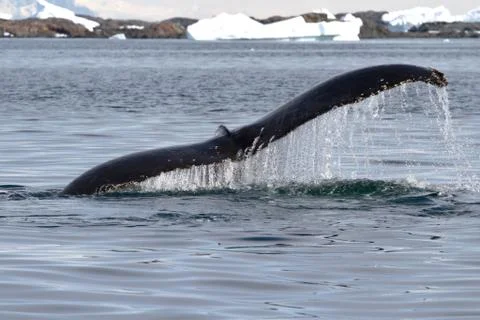 Humpback whale tail at an angle which dives into the waters of the antarctic Stock Photos