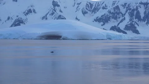Humpback Whale Tail in Antarctica at Dusk. Beautiful Serene Calm Waters. Bl.. Stock Footage 342656564