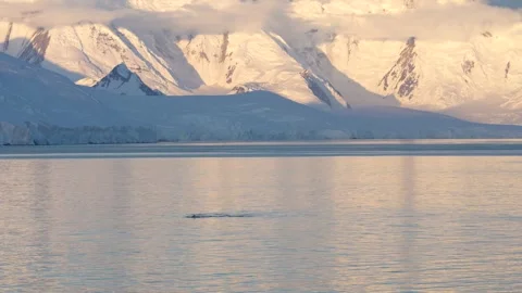 Humpback Whale Tail in Antarctica. Sunset Beautiful Snow Covered Mountains .. Stock Footage 342657489