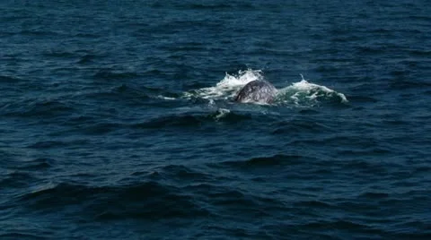 Humpback Whale Tail Coming out of the Water Stock Footage 10920080