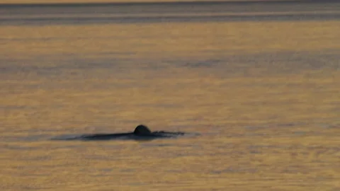 Humpback Whale Tail Coming Out Of The Wa... | Stock Video | Pond5