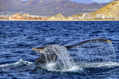 Humpback whale tail diving in the deep sea in the Cabo San Lucas arch. Stock Photos
