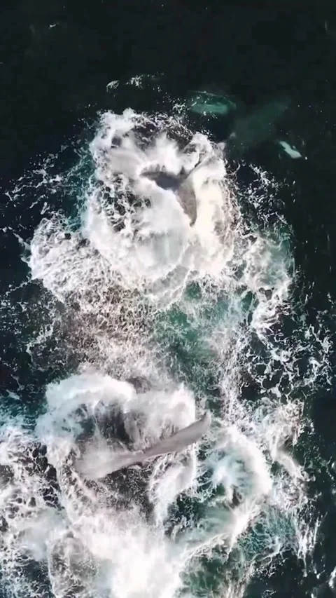 Humpback whale tail flapping on the surface of the sea Vidéo 330742955