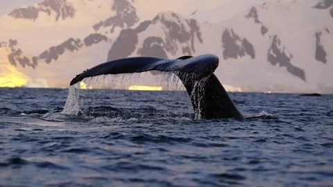 Humpback whale tail fluke diving in Antarctic ocean with snowy mountains Stock Footage 341781864