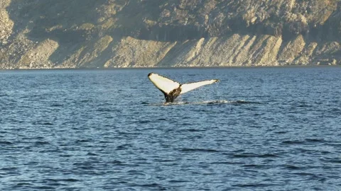 Humpback Whale Tail Fluke Diving Near Nuuk Greenland in 4K Video stock 345510756