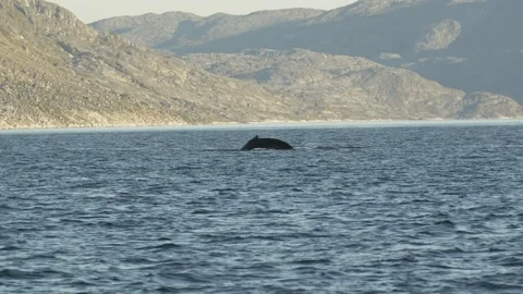 Humpback Whale Tail Fluke Diving Near Nuuk Greenland in 4K Stock Footage 345511106