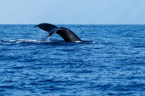 Humpback whale tail fluke. Stock Photos