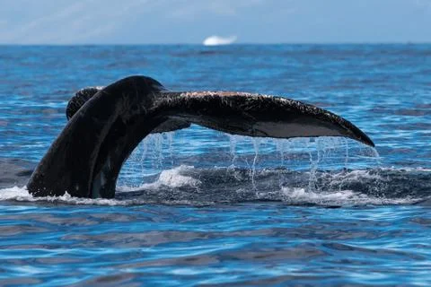 Humpback whale tail fluke. Stock Photos
