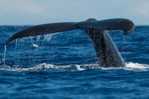 Humpback whale tail fluke. Stock Photos