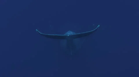 Humpback whale tail Vídeos de archivo 31201793