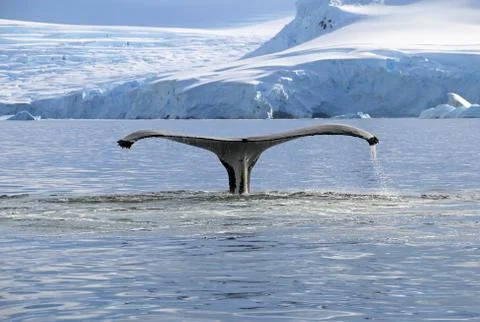 Humpback whale tail Stock Photos