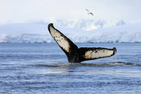 Humpback whale tail Stock Photos