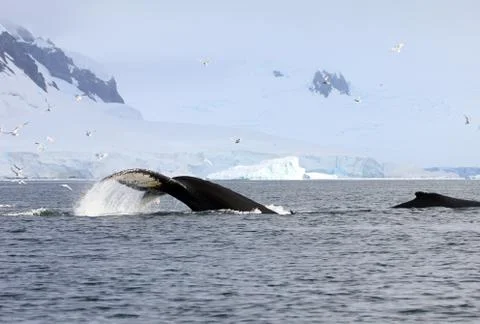 Humpback whale tail Stock Photos