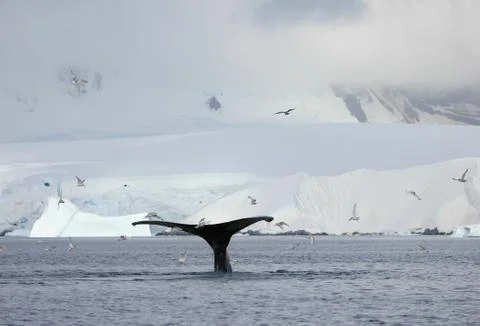 Humpback whale tail Stock Photos