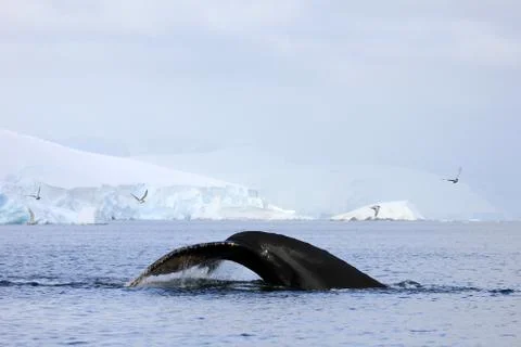 Humpback whale tail Stock Photos