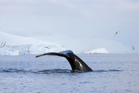 Humpback whale tail Stock Photos