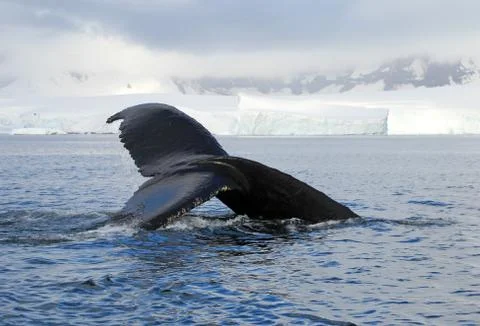 Humpback whale tail Stock Photos