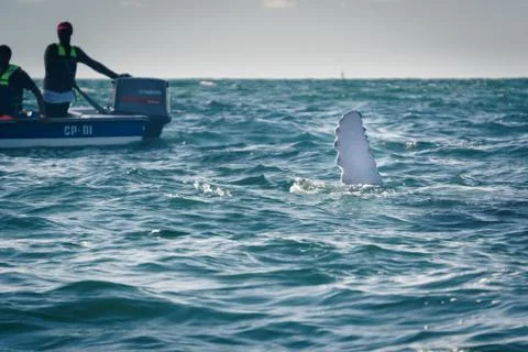 Humpback whale tail Stock Photos