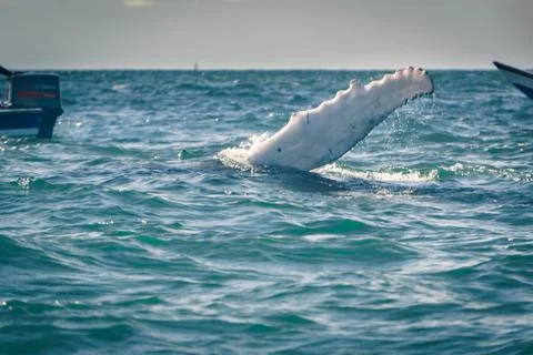 Humpback whale tail Stock Photos