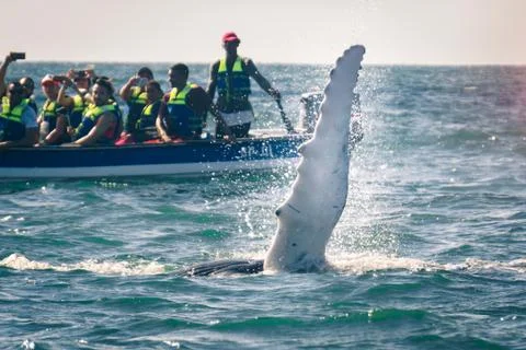 Humpback whale tail Foto stock
