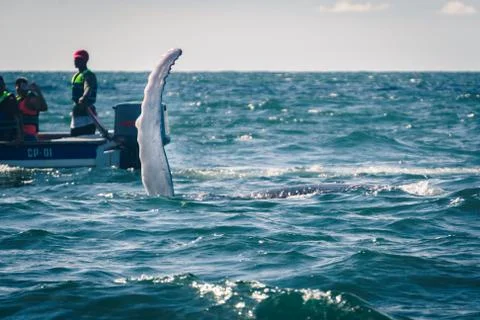 Humpback whale tail Foto stock