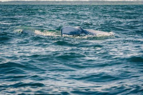 Humpback whale tail Stock Photos