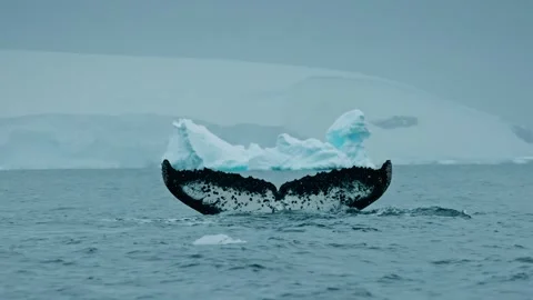 Humpback Whale Tail Rising Dramatically Over Icy Polar Waters Stock Footage 315094630