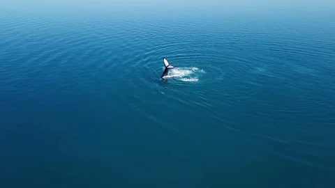 Humpback whale tail slap Stock Footage 95745935