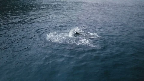 Humpback Whale tail slaping in ocean water. Stock Footage 73062790