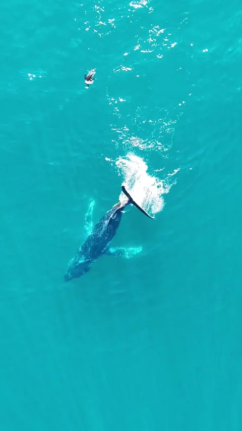 Humpback Whale Tail Slapping from Above off Sea Point, Cape Town Stock Footage 343567963