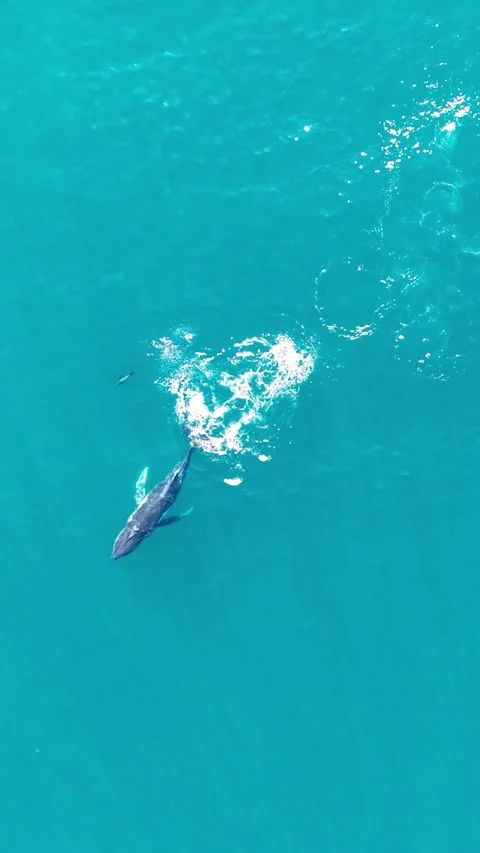 Humpback Whale Tail Slapping from Above off Sea Point, Cape Town Stock Footage 343567977