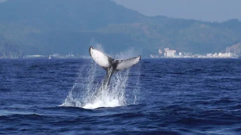 Humpback Whale Tail Slapping Against the Townscape of Chichijima in Slow Motion Vídeos de archivo 332764649