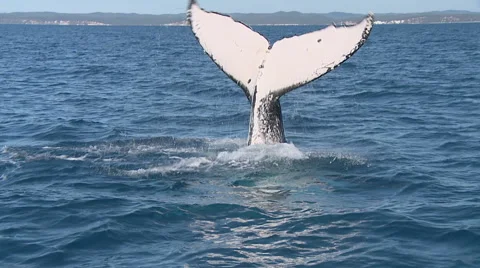 Humpback Whale tail slapping | Stock Video | Pond5