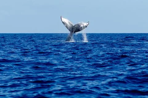 Humpback whale tail slapping. Stock Photos
