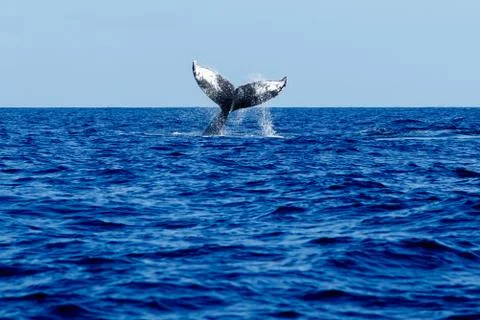 Humpback whale tail slapping. Stock Photos