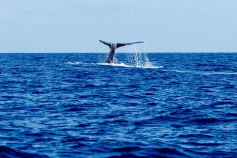 Humpback whale tail slapping. Stock Photos