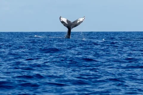 Humpback whale tail slapping. Stock Photos
