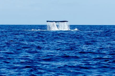 Humpback whale tail slapping. Stock Photos