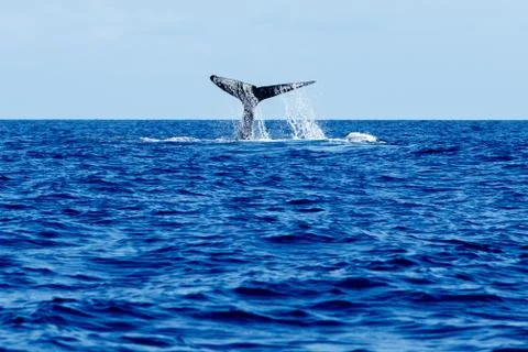 Humpback whale tail slapping. Stock Photos