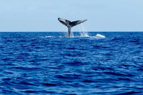 Humpback whale tail slapping. Stock Photos