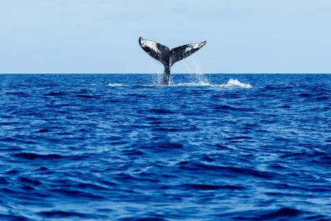 Humpback whale tail slapping. Stock Photos