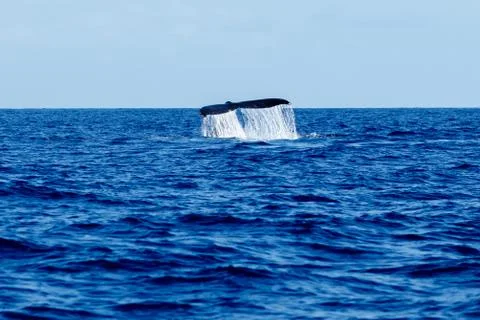 Humpback whale tail slapping. Stock Photos