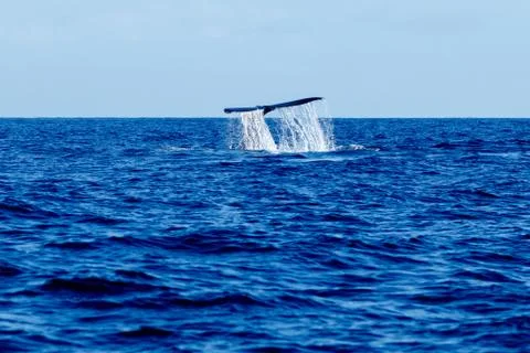 Humpback whale tail slapping. Stock Photos