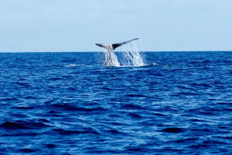 Humpback whale tail slapping. Stock Photos