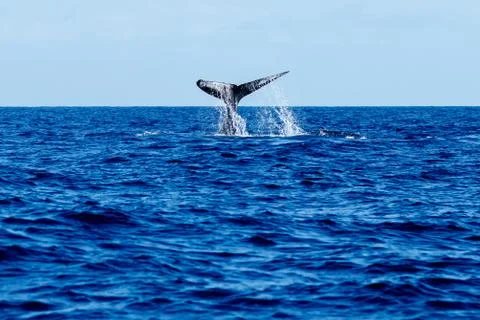 Humpback whale tail slapping. Stock Photos