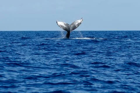 Humpback whale tail slapping. Stock Photos