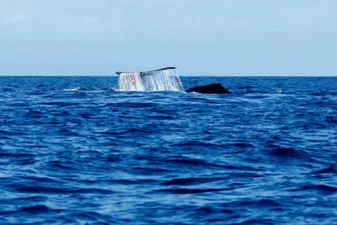 Humpback whale tail slapping. Foto stock